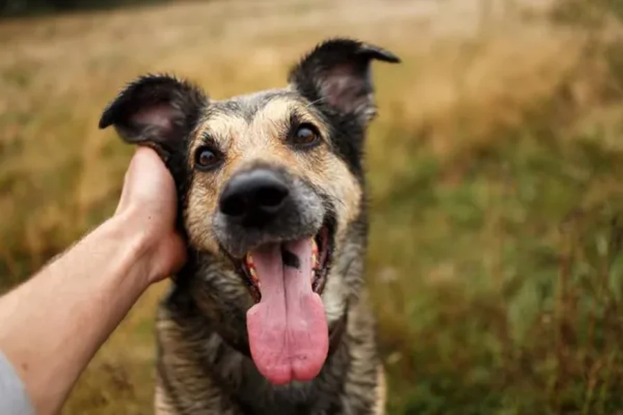 Foto comum do cachorro como enviada pelo cliente