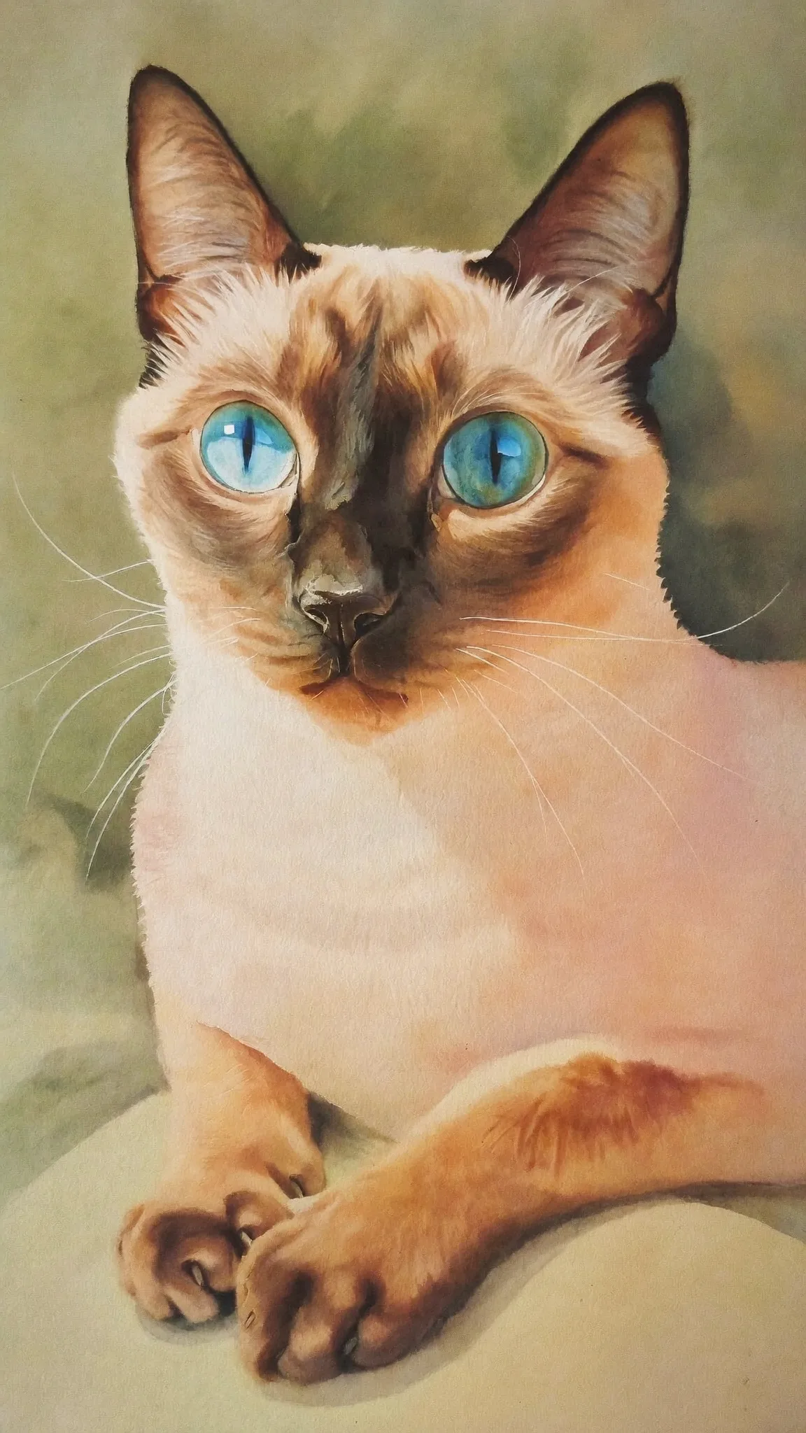 Gato Siamês em aquarela