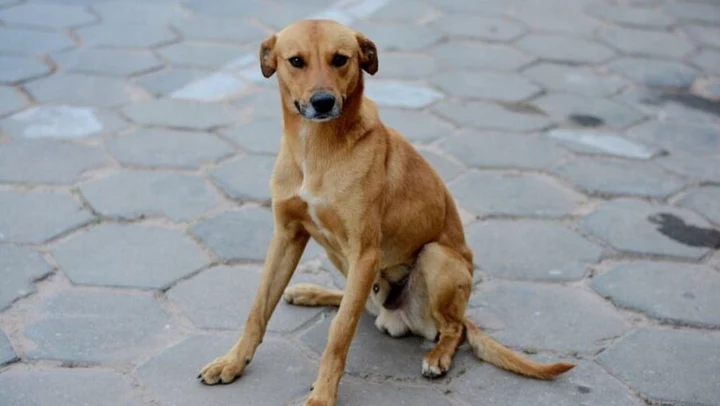 Foto original do cãozinho caramelo enviada pelo cliente