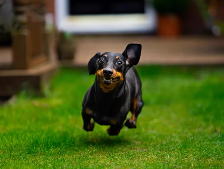 Foto original do dachshund enviada pelo cliente